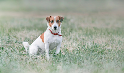 Portrait from distance of cute small white and red dog jack russel terrier sitting on grassland and looking forward at summer sunny day