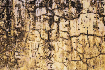 Texture of an old wall. It is covered with cracks and fungal spots.