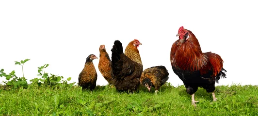Selbstklebende Fototapete Hähnchen Hühnerfamilie