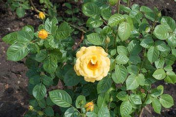 Buds and yellow flower on the rose bush