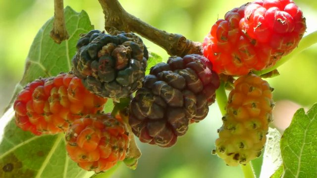 Closeup of mulberries