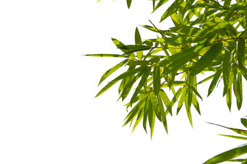 Green Energy.Leaf pattern green leaves bamboo isolated on white or abstract with background. World for water day or National Forest Conservation Day.