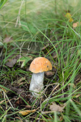 Birch bolete mushroom in grass
