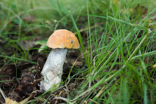 Birch bolete mushroom in grass