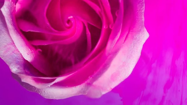 Top view of a beautiful rose in spreading paint. Close-up
