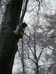 Birdhouse on the tree trunk - 212071321