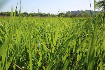 Fototapeta premium Tall green grass in the field. Summer spring meadow landscape on a sunny day. Nature eco friendly photo. Wallpaper with the blue sky.