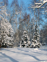 Winter park landscape - 212071529
