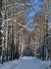 Winter park landscape - 212071545