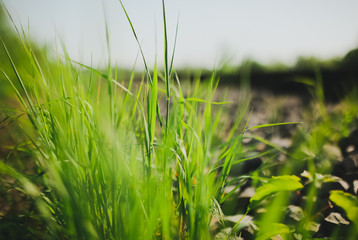 Green grass near the rail tracks in the green field. Travel lifestyle motivation photo. Nature and industry.