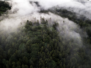 mystical foggy forest