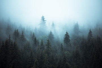 Misty landscape with fir forest - Powered by Adobe
