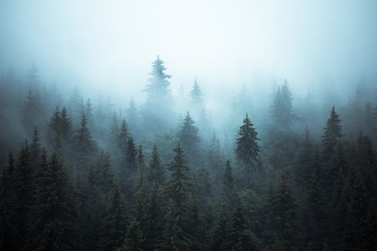 Misty landscape with fir forest