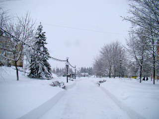 Winter snowy park landcsape view - 212071926
