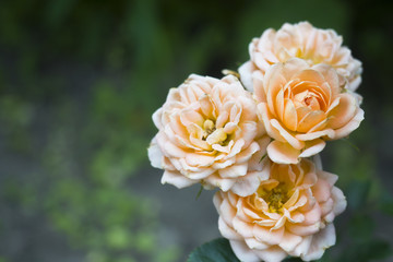 Beautiful rose flowers are pastel colors in the summer garden with dew drops. Selective focus