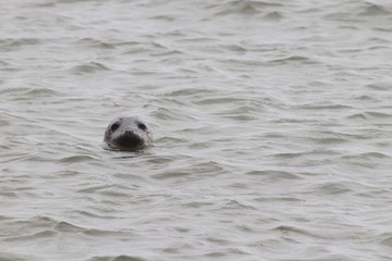 Seal's head popping out of sea, looking towards camera