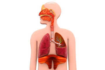 Human Respiratory System