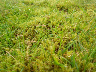 Closeup of wet grass and moss