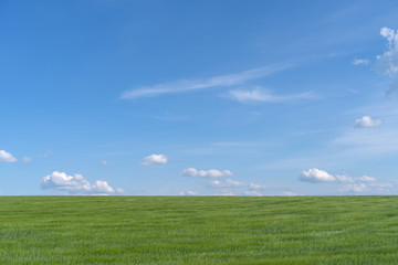 Wheat field with cloudy blue sky