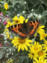 Peacock butterfly on a yellow daisy-like flower