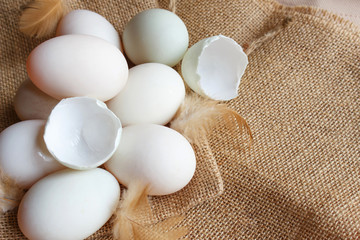 Fresh duck eggs and feather on sackcloth
