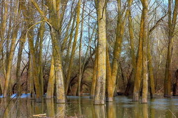 Trees (tree trunks) standing in high water of Danube river during a spring floods on a calm day. Reflection of tree trunks in water