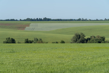 Agricultural landscape in Podolia region of Ukraine