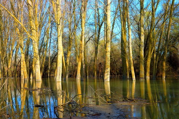 Trees (tree trunks) standing in high water of Danube river during a spring floods on a calm day. Reflection of tree trunks in water