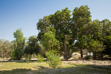 Obraz premium Mango Tree, Sistan and Baluchistan, Iran