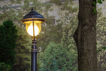 Street Lamp and a Tree Trunk in the dark