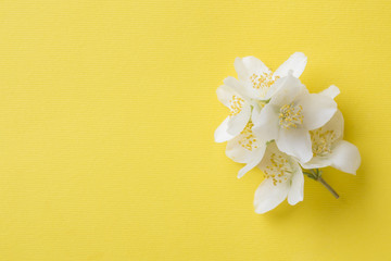 Jasmine flowers on a bright yellow background. Flower frame. Copy space for text