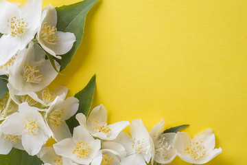 Jasmine flowers on a bright yellow background. Flower frame. Copy space for text