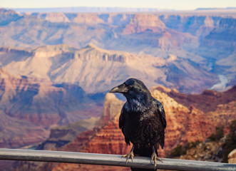 Scenic view of Grand canyon with black raven in foreground, USA - 212075110
