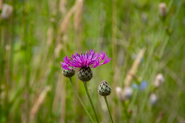 Blume