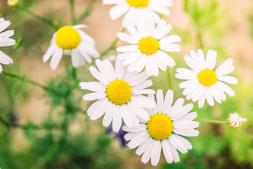 Fototapeta premium Chamomile field flowers. Beautiful summer nature scene with blooming medical chamomilles in sun flare. Herbal flowers