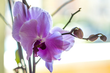 Purple orchid - blossom