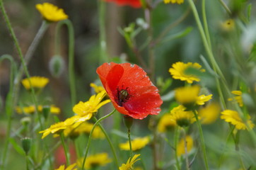 beautiful red poppy