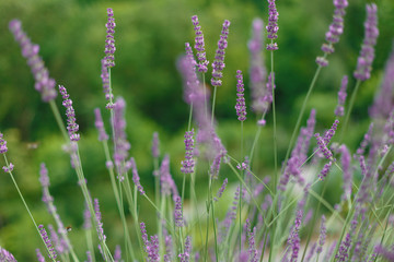lavender in the field