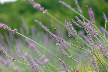 lavender in the field