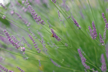 lavender in the field