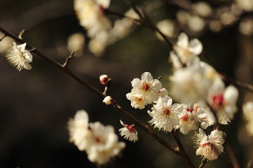 plum blossom