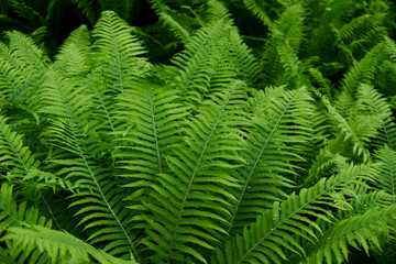 Fototapeta na wymiar Perfect natural fern pattern. Beautyful ferns leaves green foliage natural floral fern background