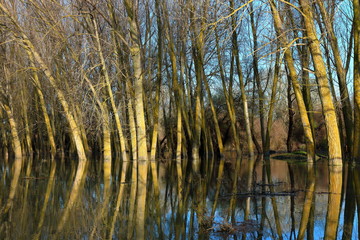 Trees (tree trunks) standing in high water of Danube river during a spring floods on a calm day. Reflection of tree trunks in water