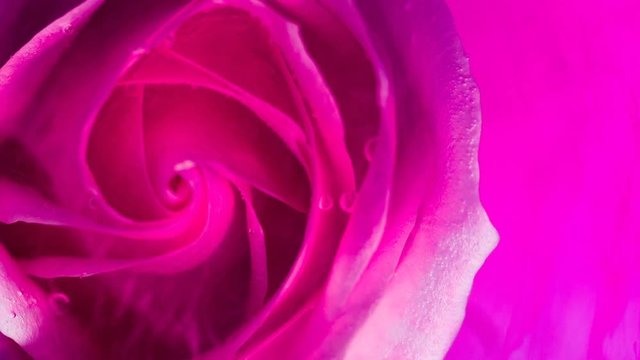 Top view of a beautiful rose in spreading paint. Close-up