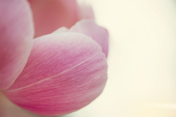 Close up of a pink peony flower