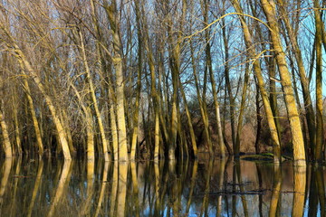 Trees (tree trunks) standing in high water of Danube river during a spring floods on a calm day. Reflection of tree trunks in water