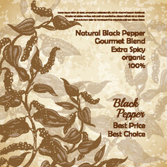 Vector vintage illustration of black pepper plant with leaves and peppercorns on textured background. Natural spicy seasoning for eating. Banner with botanical hand drawn sketch for labels, packages
