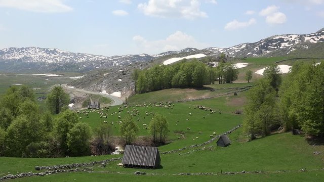 Herd of sheep (Ovis aries) on a mountain pasture. Durmitor, Dinaric Alps