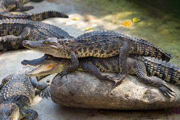 Freshwater crocodile in the farm.