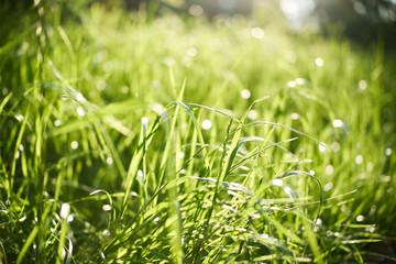 Fresh green summer grass with closeup. Sun. Soft Focus. Abstract nature summer background. Environment concept, lawn.